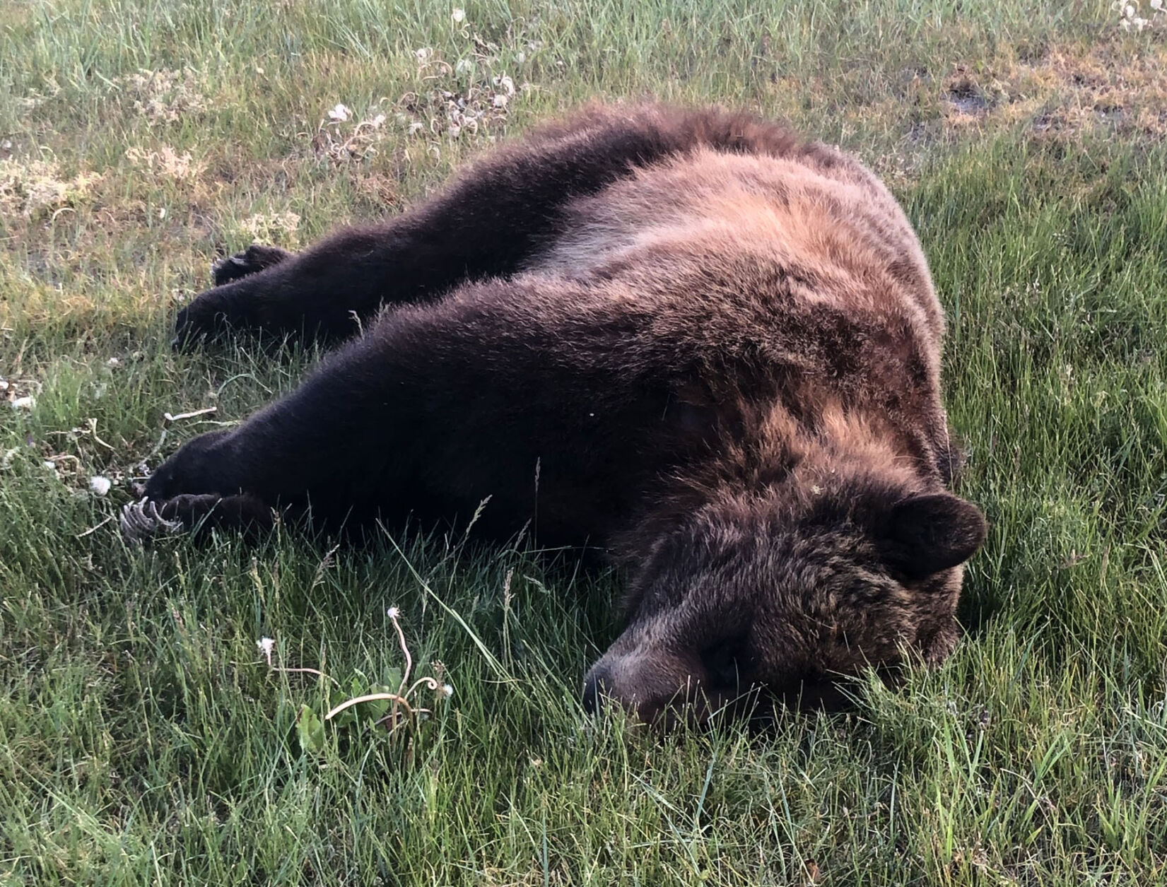 Grizzlies
